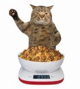 Cat with food scale Royalty Free Stock Photo