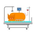 Cat in Medical bed. Pet is sick. Vector illustration