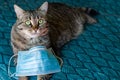 Cat in a medical mask. Protective antiviral mask on the cats face, Protective face mask for animals. COVID-19, Coronovirus.