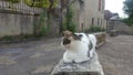 Cat at in the medival small village, France Royalty Free Stock Photo