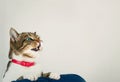 Cat meowing Royalty Free Stock Photo