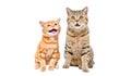 Cat and meowing kitten sitting together Royalty Free Stock Photo