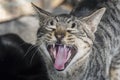 Cat meowing, mouth open Royalty Free Stock Photo