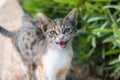 Cat meowing portrait, kitten meowing close-up with selective focus