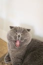 Cat meowing. Scottish fold cat minimalist portrait