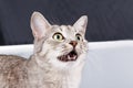 Cat meows Royalty Free Stock Photo