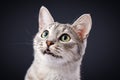 Cat meows Royalty Free Stock Photo
