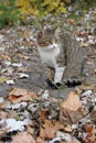 a cat that merges with nature