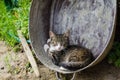 Cat in metal basin