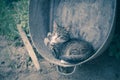 Cat in metal basin filtered Royalty Free Stock Photo