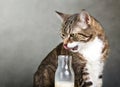 Cat and Milk Bottle