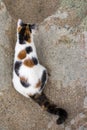 Cat mimicry on a rock Royalty Free Stock Photo