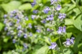 Cat mint flowers Royalty Free Stock Photo