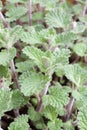 Cat Mint Royalty Free Stock Photo