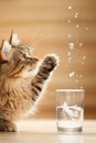 Cat mischievously knocking over a glass of water while reaching for a counter in the kitchen Royalty Free Stock Photo