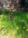 Cat model in garden Royalty Free Stock Photo