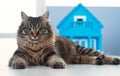 Cat and model house Royalty Free Stock Photo