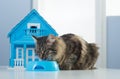 Cat and model house Royalty Free Stock Photo