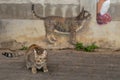 Cat model and a cat painting on the wall Royalty Free Stock Photo