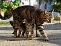 Cat mom and her kittens Royalty Free Stock Photo