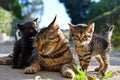 Cat mom and her kittens Royalty Free Stock Photo