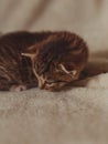 Cat-mom and their little sweet kittens playing around and having fun