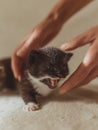 Cat-mom and their little sweet kittens playing around and having fun