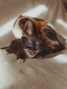 Cat-mom and their little sweet kittens playing around and having fun