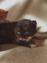 Cat-mom and their little sweet kittens playing around and having fun