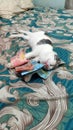 cat money sleep happy happycat Royalty Free Stock Photo