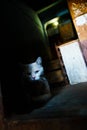 Cat in Morozov barracks Royalty Free Stock Photo