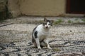 Cat on a mosaic floor made of sea pebbles in the old town of Rhodes, Greece Royalty Free Stock Photo