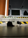 Cat at mosque Royalty Free Stock Photo