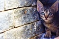 Cat the most beautiful of felines Royalty Free Stock Photo