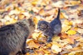 Cat mother and her little kitten sniff to each other Royalty Free Stock Photo