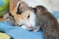 Cat mother and its kitten