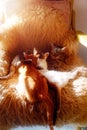 Cat mother lies on fur, and two young cat