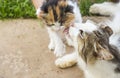 Cat mother lovingly licks her kitten ,with a copy of space Royalty Free Stock Photo