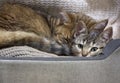 Cat mother are sleeping with her tabby kitty baby in home
