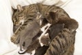 Cat mother suckles her young Royalty Free Stock Photo