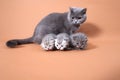 Cat mother watching her babies Royalty Free Stock Photo