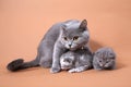 Cat mother watching her babies Royalty Free Stock Photo