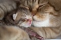 Cat mother and young kitten sleeping cheek to cheek together