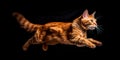 cat in motion, leaping or pouncing with precision and elegance, showcasing their natural athleticism on International Royalty Free Stock Photo