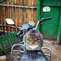 A cat is on a motorcycle