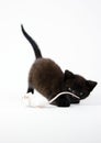 Cat & Mouse Royalty Free Stock Photo