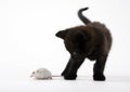 Cat & Mouse Royalty Free Stock Photo