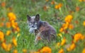 cat with a mouse in its teeth among autumn flowers Royalty Free Stock Photo