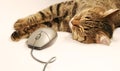 Cat and mouse Royalty Free Stock Photo