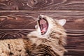 Cat mouth, brown tabby long haired yawning. Portrait of a cute gray tabby yawning cat with a sharp teeth Royalty Free Stock Photo